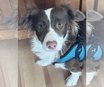 Small Photo #4 Australian Shepherd-Unknown Mix Puppy For Sale in Denver , CO, USA