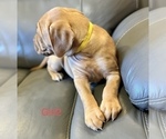 Small Photo #5 Dogue de Bordeaux Puppy For Sale in CINCINNATI, OH, USA