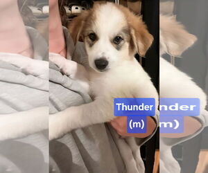 Border Collie-Unknown Mix Dogs for adoption in Jackson Township, NJ, USA