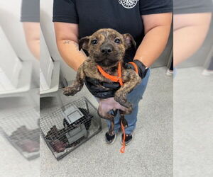 American Pit Bull Terrier-Unknown Mix Dogs for adoption in Pasadena, TX, USA