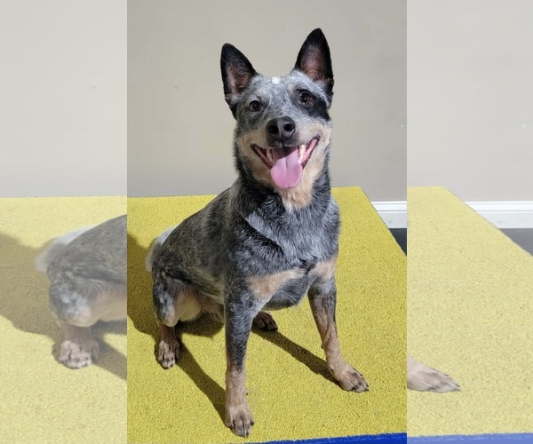 Medium Photo #20 Mutt Puppy For Sale in Highland, IL, USA