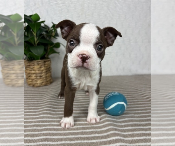 Medium Photo #6 Boston Terrier Puppy For Sale in GREENFIELD, IN, USA
