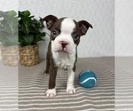 Small #5 Boston Terrier