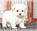 Small #1 Maltese