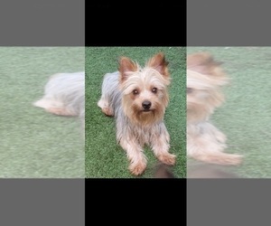Father of the Yorkshire Terrier puppies born on 05/12/2025