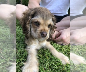 Cocker Spaniel Puppy for sale in N TOPSAIL BCH, NC, USA