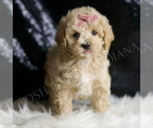 Maltipoo Puppy for sale in WARSAW, IN, USA