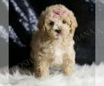 Small Maltipoo