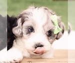 Small #2 Cavapoo