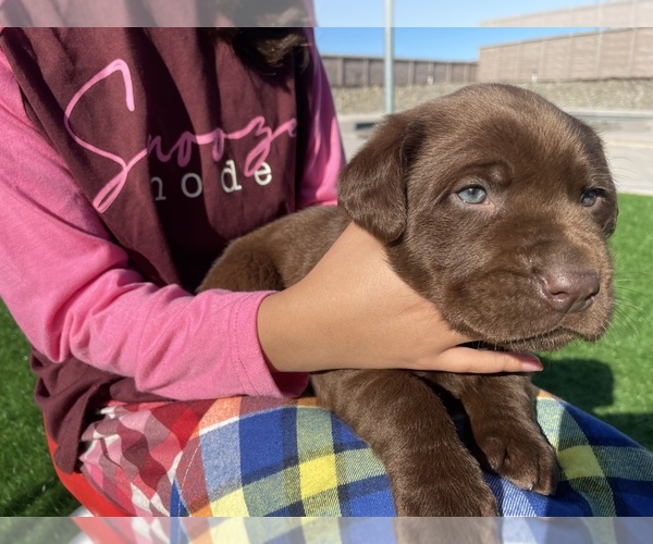 Medium Photo #5 Labrador Retriever Puppy For Sale in STOCKTON, CA, USA
