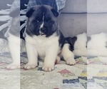 Small Photo #2 Akita Puppy For Sale in CROSWELL, MI, USA