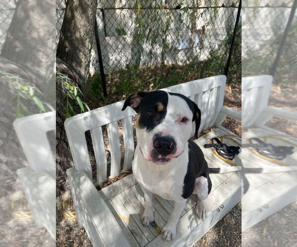 Medium Photo #3 Labrador Retriever-Unknown Mix Puppy For Sale in Elmsford, NY, USA