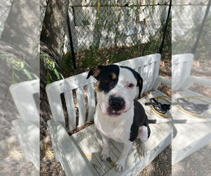 Rex - Male Labrador Retriever-Unknown Mix Dog for Adoption - Photo #3