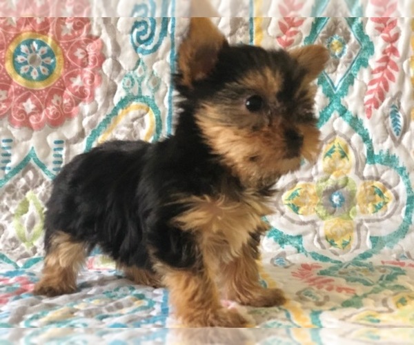 Medium Photo #2 Australian Yorkshire Terrier Puppy For Sale in CLAY, PA, USA