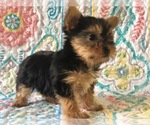 Small Photo #2 Australian Yorkshire Terrier Puppy For Sale in CLAY, PA, USA