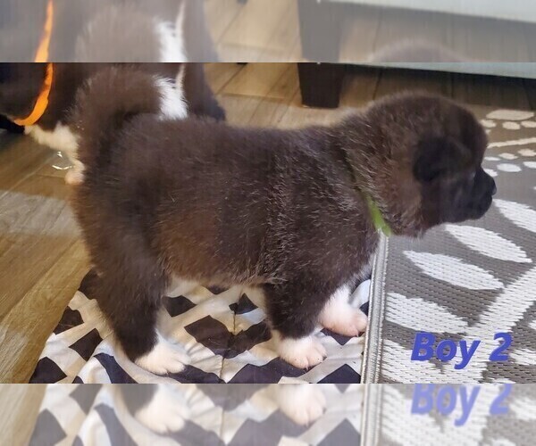 Medium Photo #2 Akita Puppy For Sale in VIDOR, TX, USA