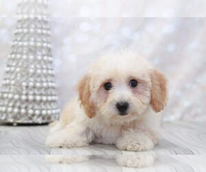 Poochon Puppy for sale in MARIETTA, GA, USA