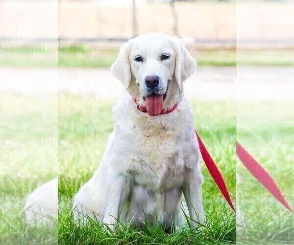 Medium Photo #1 English Cream Golden Retriever Puppy For Sale in SYRACUSE, IN, USA