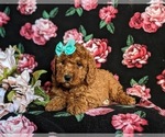 Small Photo #3 Miniature Labradoodle Puppy For Sale in OXFORD, PA, USA