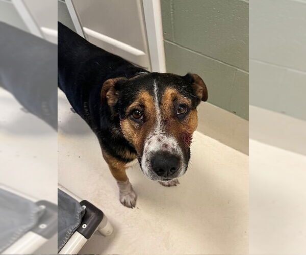 Medium Photo #2 Mutt Puppy For Sale in Webster, WI, USA