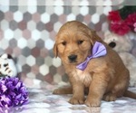 Small Photo #3 Golden Retriever Puppy For Sale in CLAY, PA, USA
