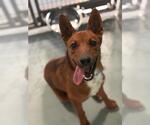 Small German Shepherd Dog Mix
