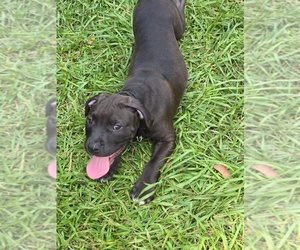 American Pit Bull Terrier Puppy for sale in BAY MINETTE, AL, USA