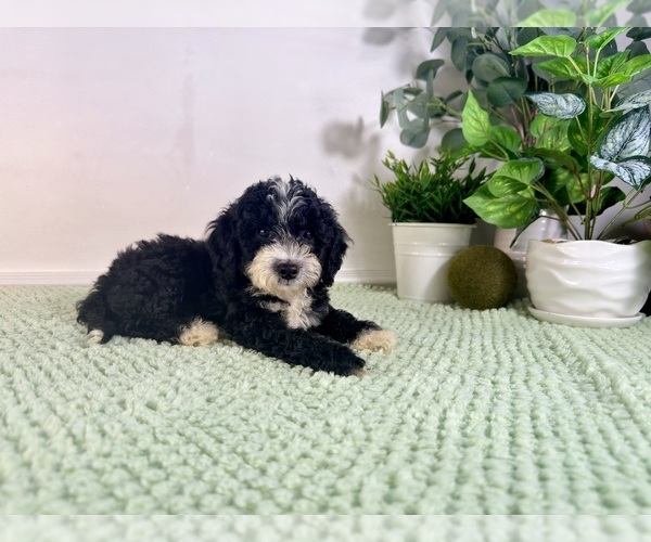 Medium Photo #6 Bernedoodle (Miniature) Puppy For Sale in GREENFIELD, IN, USA