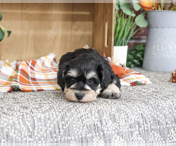 Medium Photo #2 Schnauzer (Miniature) Puppy For Sale in SYRACUSE, IN, USA
