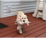 Silvermist - Female Labrador Retriever Puppy for Sale - Photo #6