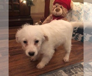 Poodle (Miniature) Puppy for sale in CLINTON, MO, USA