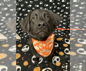 Mutt Dogs for adoption in Fairbanks, AK, USA