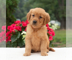 Small #4 Golden Retriever