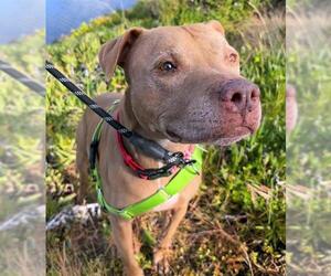 American Pit Bull Terrier Dogs for adoption in Alameda, CA, USA