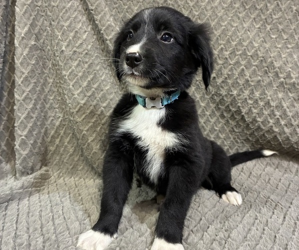 Medium Photo #4 Bordernese Puppy For Sale in CHETEK, WI, USA