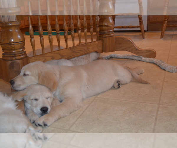 Medium Photo #37 Golden Retriever Puppy For Sale in WEBSTER CITY, IA, USA