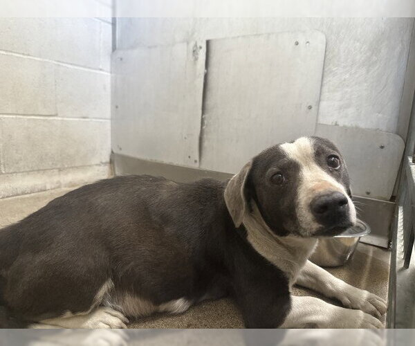 Medium Photo #1 Mutt Puppy For Sale in San Bernardino, CA, USA