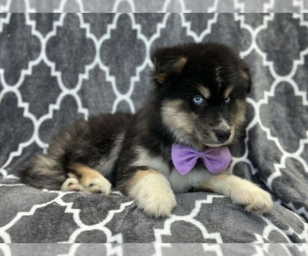Medium Photo #6 Pomsky Puppy For Sale in LAKELAND, FL, USA