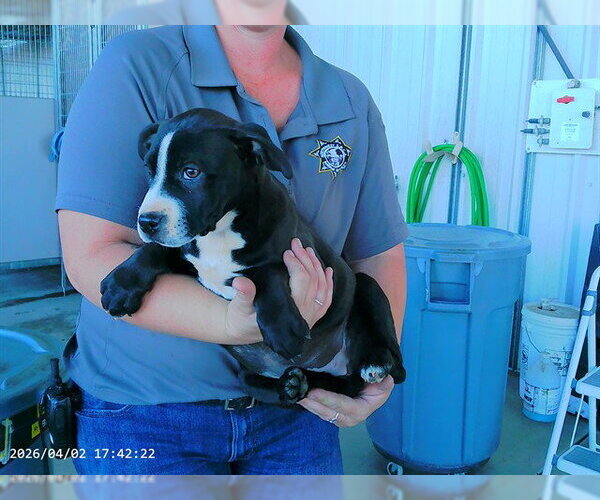 Medium Photo #1 Mutt Puppy For Sale in Oroville, CA, USA