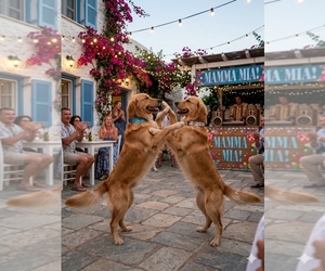 Golden Retriever Puppy for sale in POMPANO BEACH, FL, USA