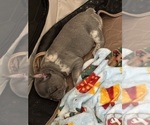 Small Photo #9 French Bulldog Puppy For Sale in LEESBURG, GA, USA