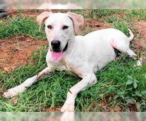 Cora - Female Pointer Dog for Adoption - Photo #3
