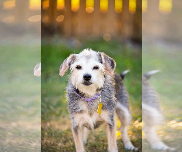 Medium Photo #8 Mutt Puppy For Sale in Sandy, UT, USA