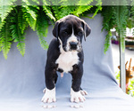 Small #7 Great Dane