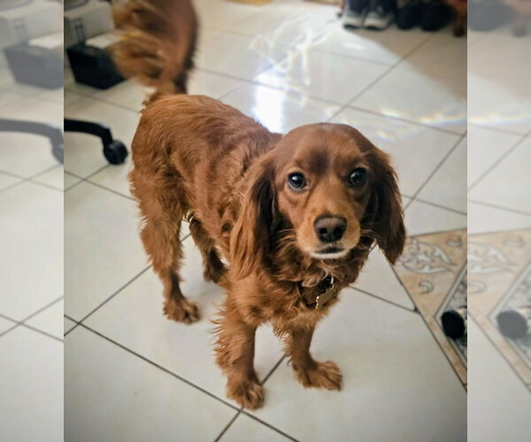 Medium Photo #3 Cockapoo (Miniature) Puppy For Sale in Oakland Park, FL, USA