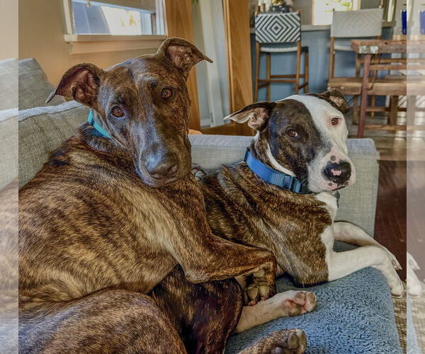 Medium Photo #4 Bull Terrier-Unknown Mix Puppy For Sale in Marina Del Rey, CA, USA