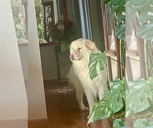 Apollo - Male Great Pyrenees Dog for Adoption