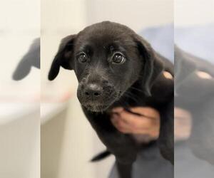 Borador Dogs for adoption in Canfield, OH, USA