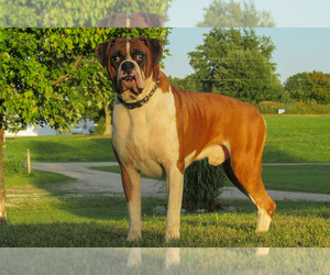 Father of the Boxer puppies born on 07/14/2025