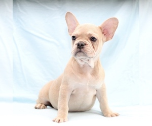 French Bulldog Puppy for sale in LAKEWOOD VILLAGE, TX, USA